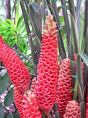 098 Cairns Botanic Gardens